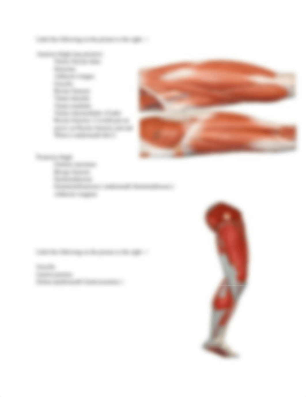 BIOL2401_40Muscles_Handout.docx_dm4e3c6igi7_page4