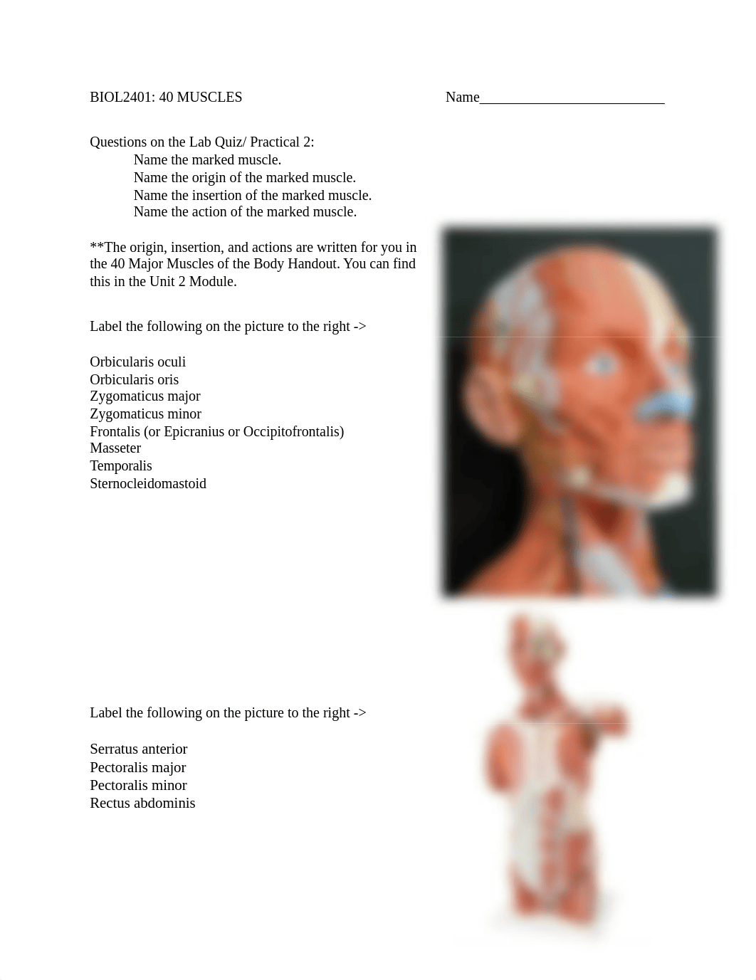 BIOL2401_40Muscles_Handout.docx_dm4e3c6igi7_page1