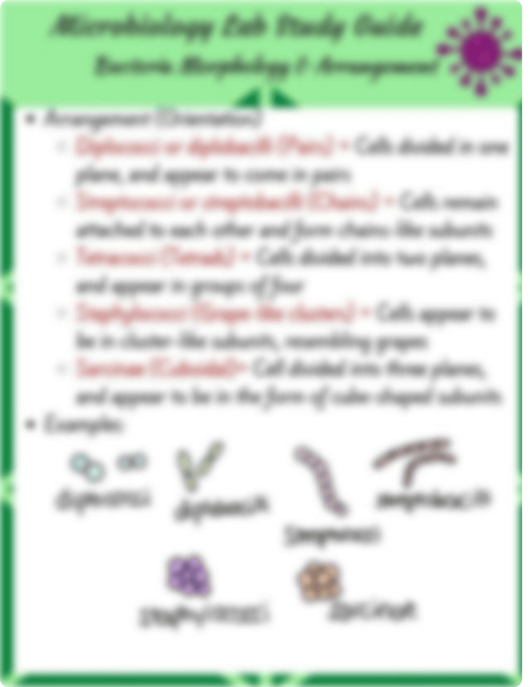 MicrobiologyLabStudyGuideBiomedstudy.pdf_dm53x1cnd93_page4