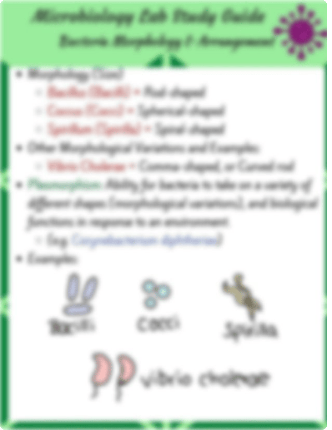 MicrobiologyLabStudyGuideBiomedstudy.pdf_dm53x1cnd93_page3