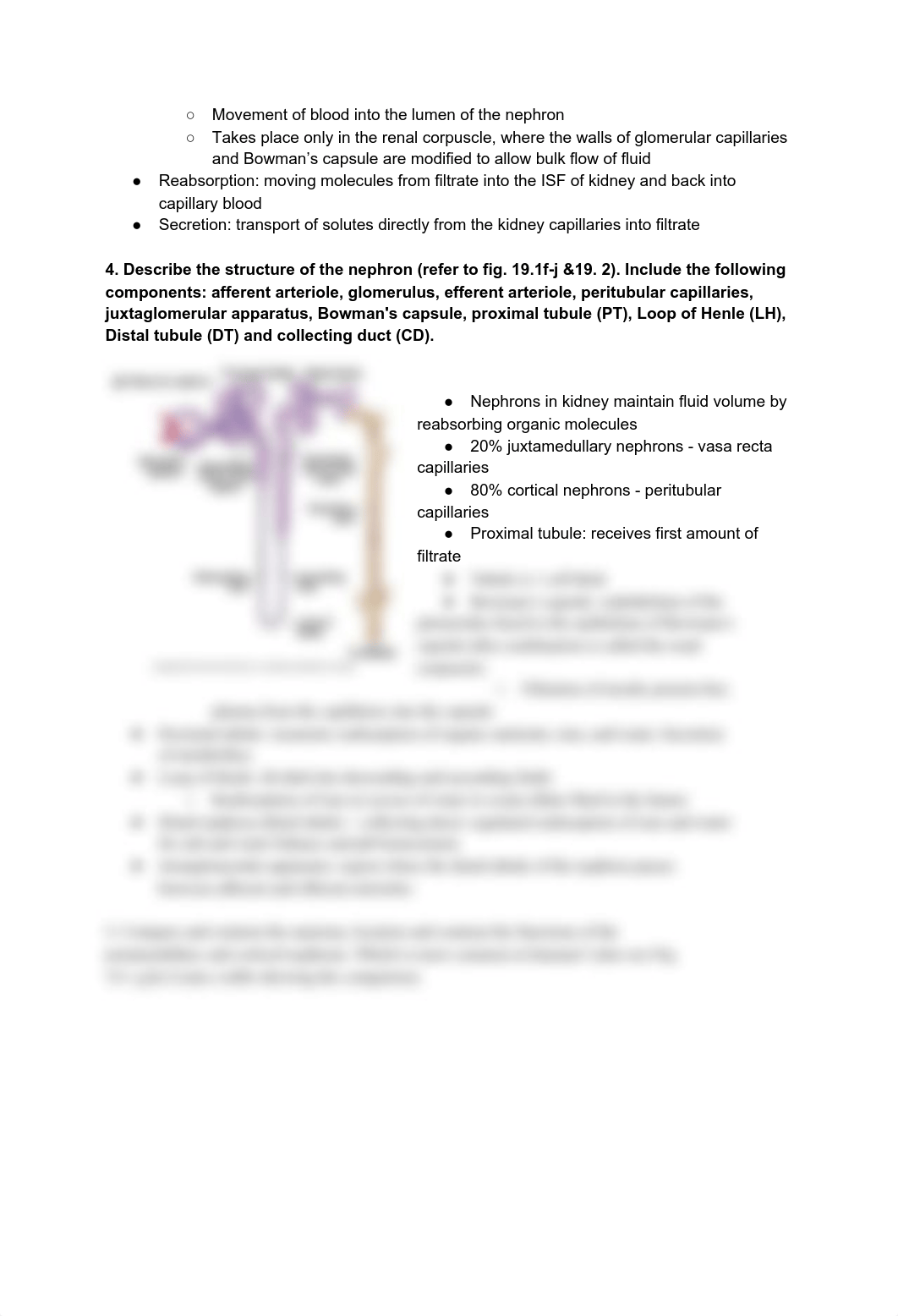 CHAPTER 19 & 20- RENAL SYSTEM STUDYGUIDE.pdf_dm58q2to76k_page2