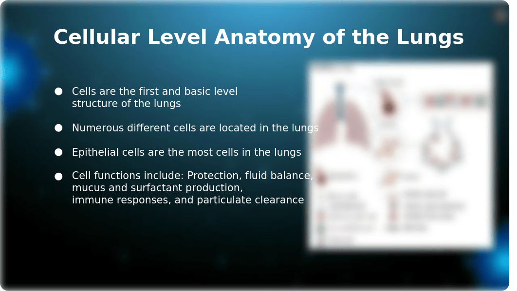 305 Presentation_ Thorax and Lungs.pptx_dm5ewoawy57_page2