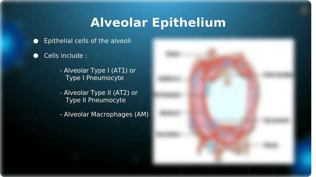 305 Presentation_ Thorax and Lungs.pptx_dm5ewoawy57_page3