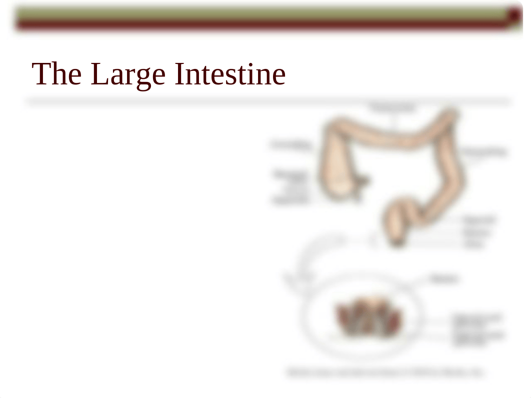 Bowel Elimination  Study Guide Fall 2014_dm623osr27a_page4