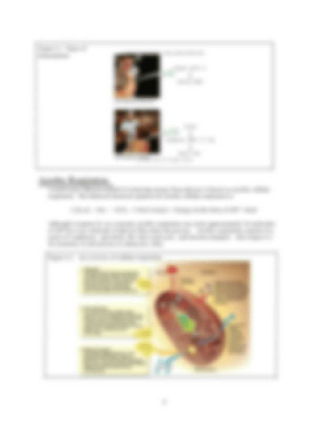 Lab #6  Respiration and Fermentation RevFA16.pdf_dm6ju8ul90b_page2