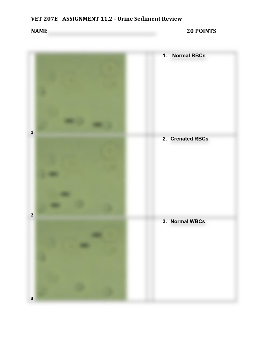 Assignment 11.2 Urine Sediment Review (1).pdf_dm6l4idz4tj_page1