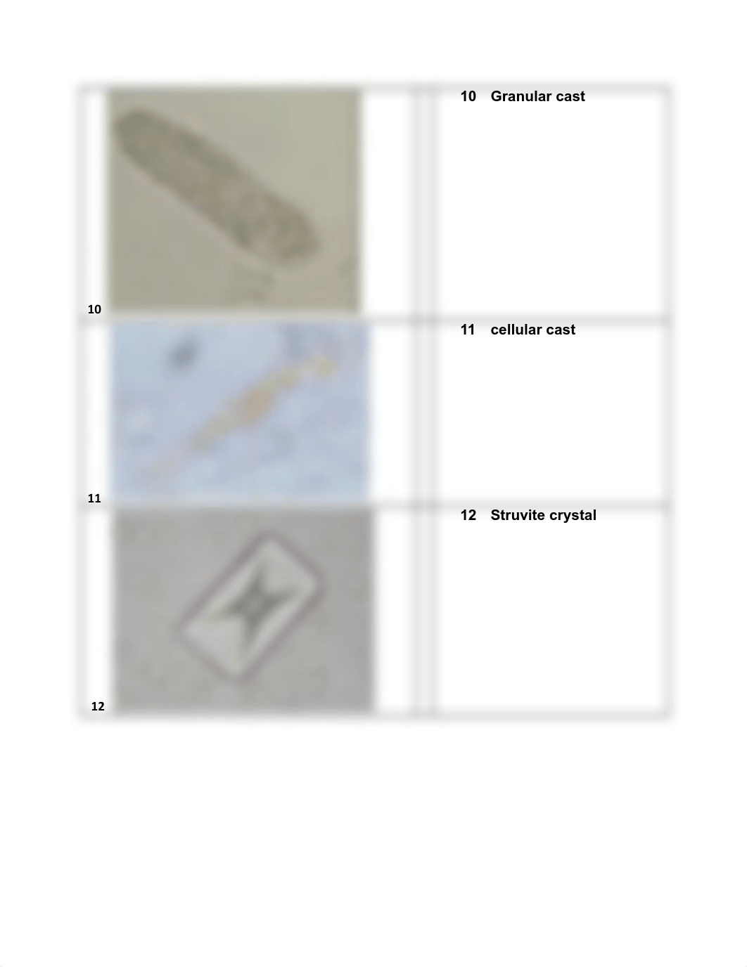 Assignment 11.2 Urine Sediment Review (1).pdf_dm6l4idz4tj_page4