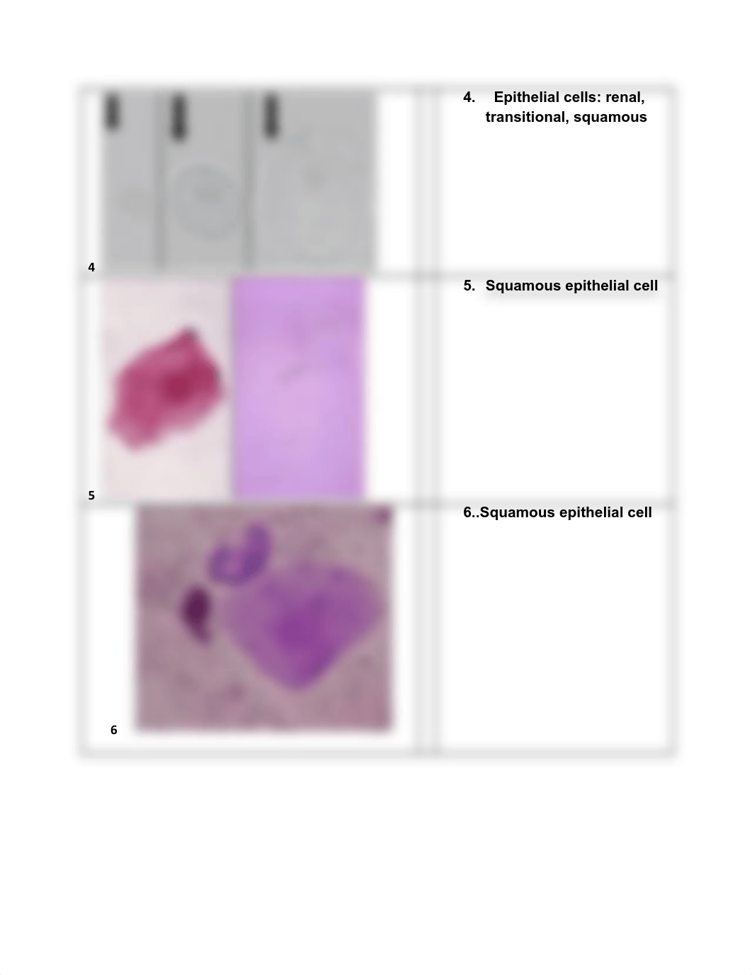 Assignment 11.2 Urine Sediment Review (1).pdf_dm6l4idz4tj_page2