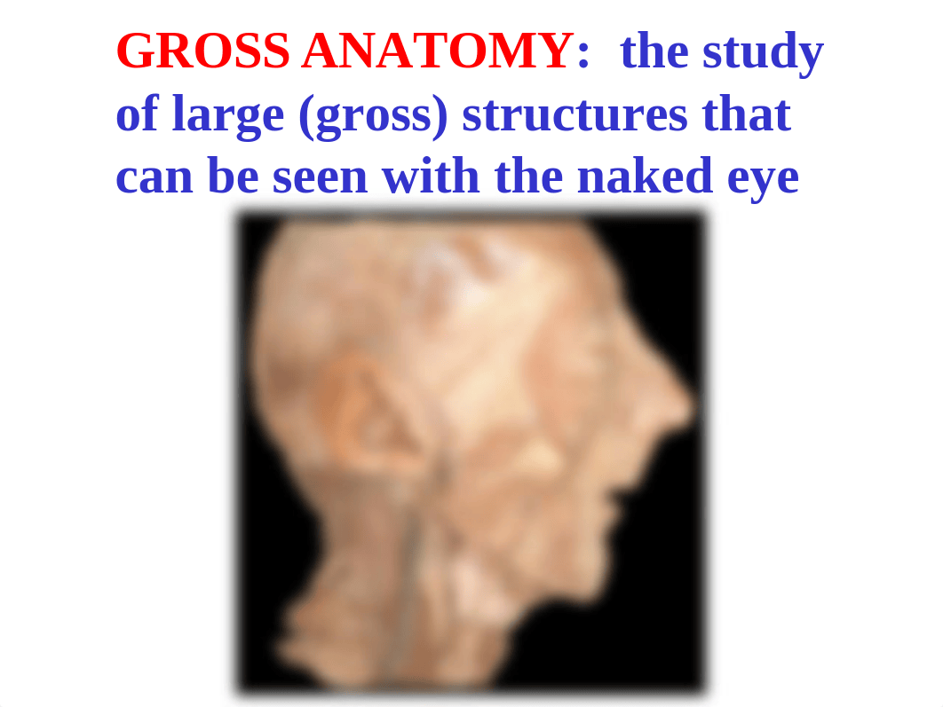 Intro to Anatomy and Nervous system - fall 2021 students.pptx_dm6v6kp20ua_page5