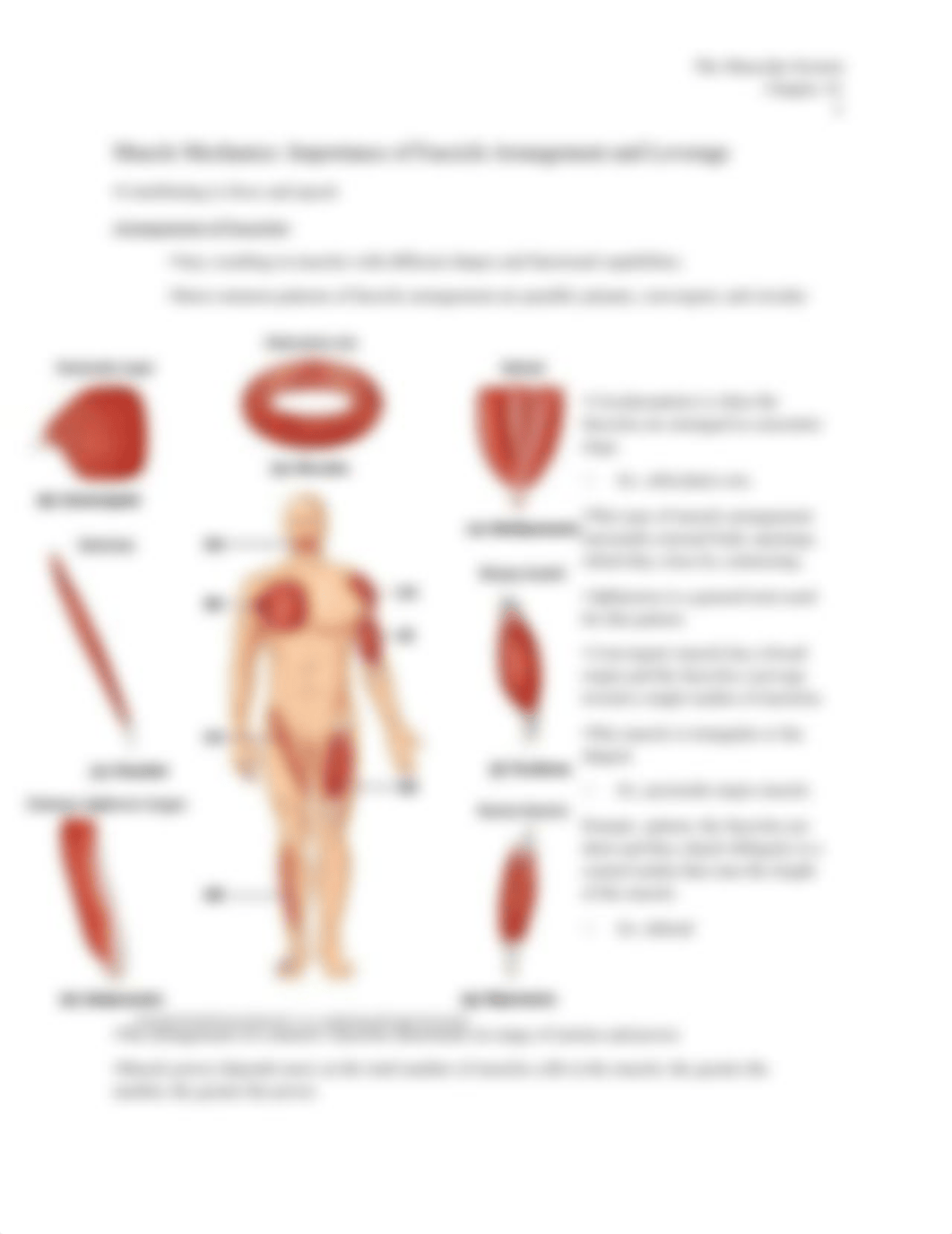 Chp 10 Muscular System.docx_dm6weap6me0_page3