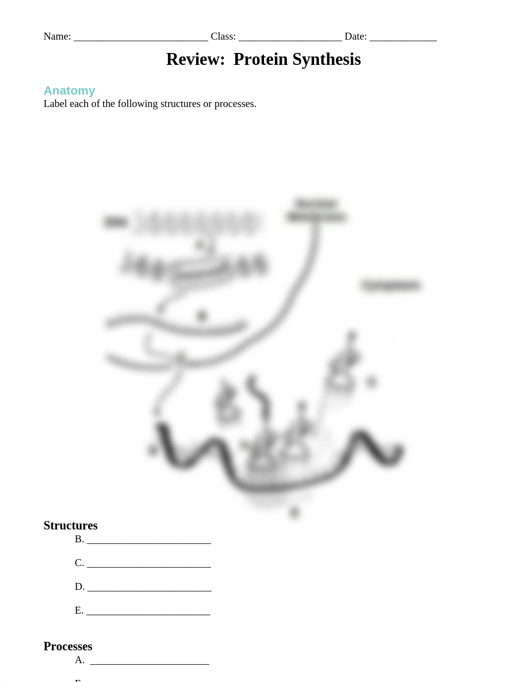 Aurum Science Protein Synthesis Worksheet.docx_dm7deo6gkpf_page1