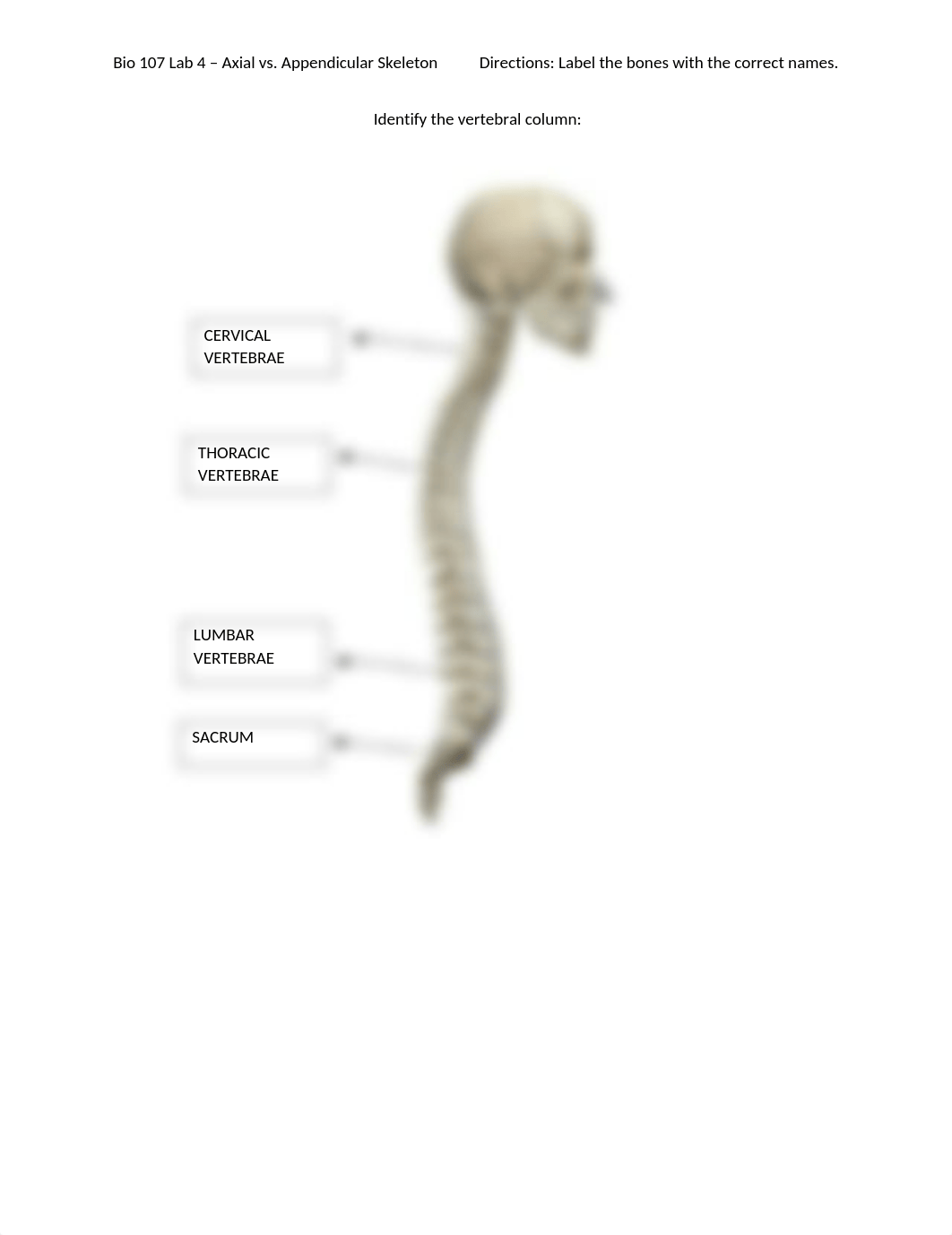 Bio 107 Lab 4 - Axial vs. Appendicular Skeleton.docx_dm7kgba4tb8_page4