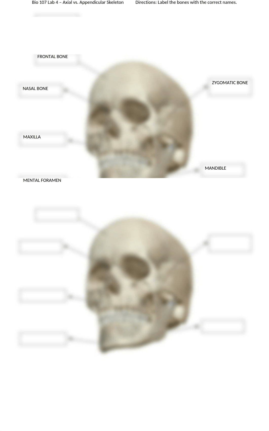 Bio 107 Lab 4 - Axial vs. Appendicular Skeleton.docx_dm7kgba4tb8_page3