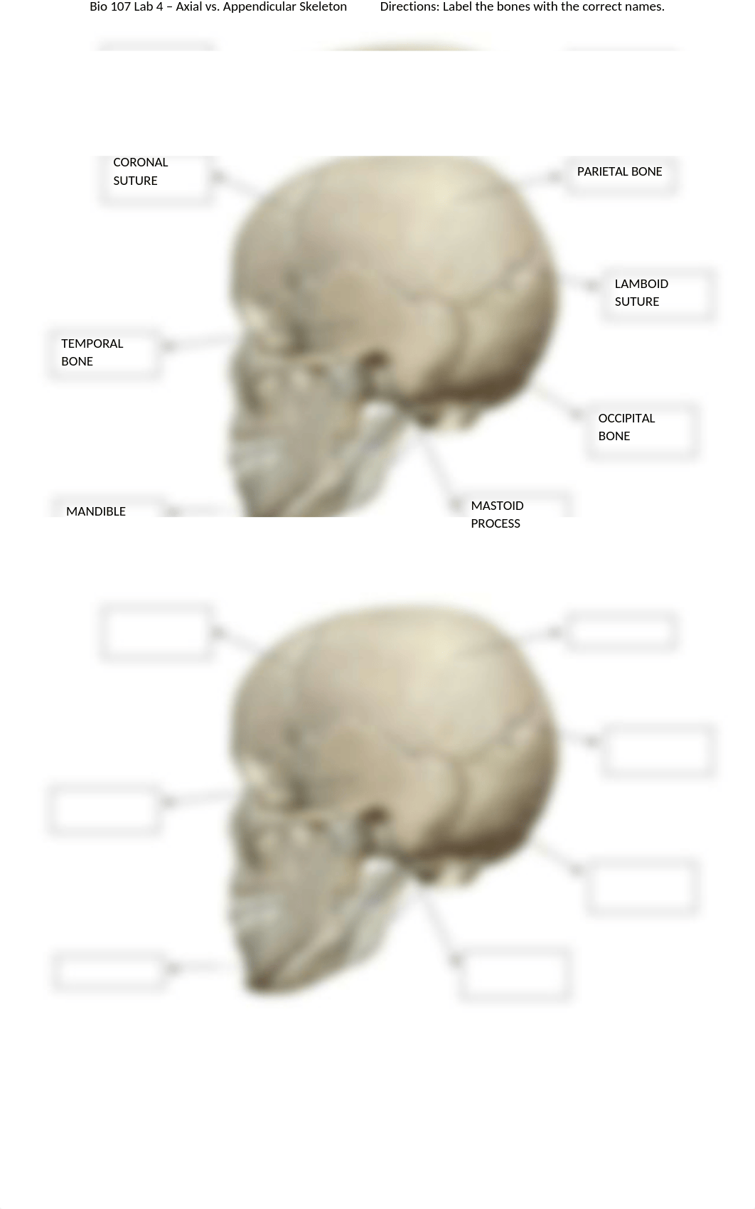 Bio 107 Lab 4 - Axial vs. Appendicular Skeleton.docx_dm7kgba4tb8_page2