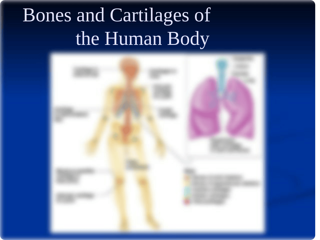 6. Skeletal System_dm7li5osy8d_page3