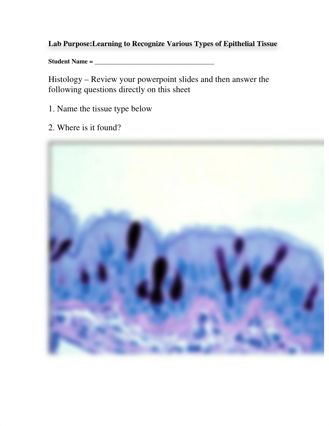 Epithelial Tissue_HistologyWorksheet[1]_dm7yktjgvtv_page1