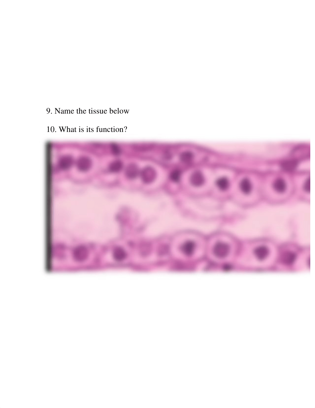 Epithelial Tissue_HistologyWorksheet[1]_dm7yktjgvtv_page4