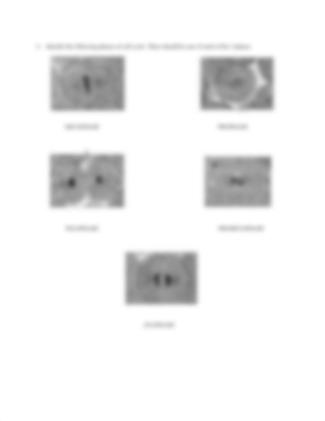 mitosis at-home worksheet 107-1.docx_dm8cgv6ow7d_page2