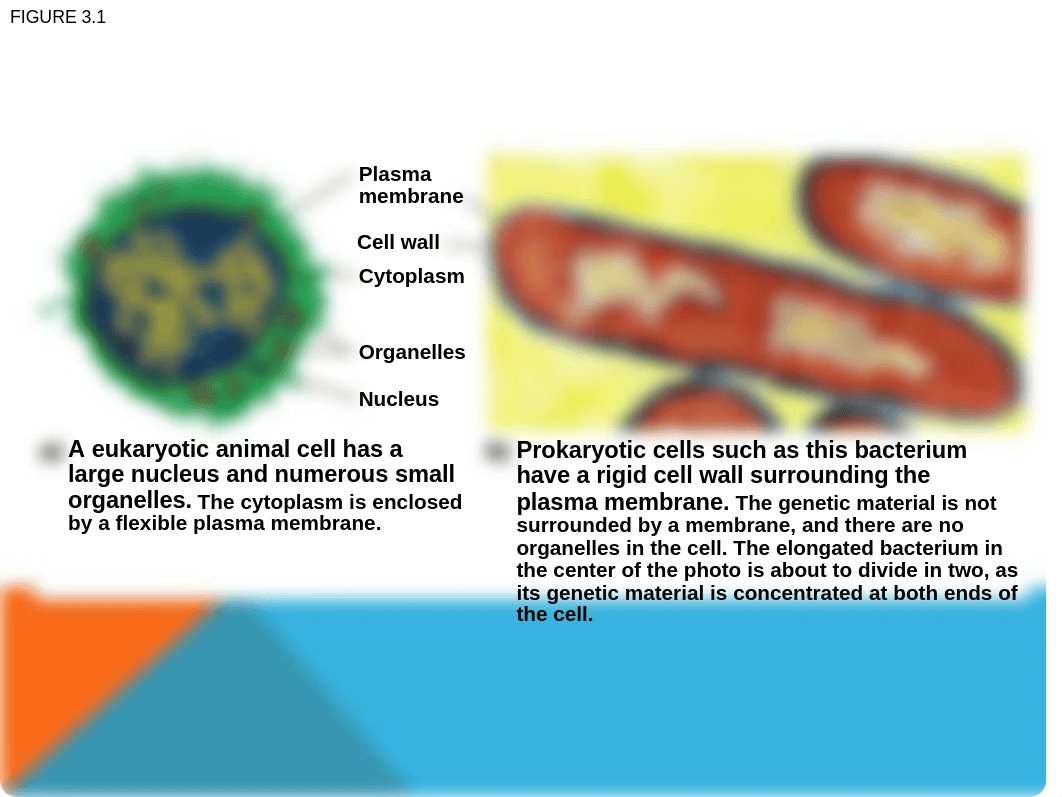 Chapter 3 Human Biology_dm8hld6rh47_page4