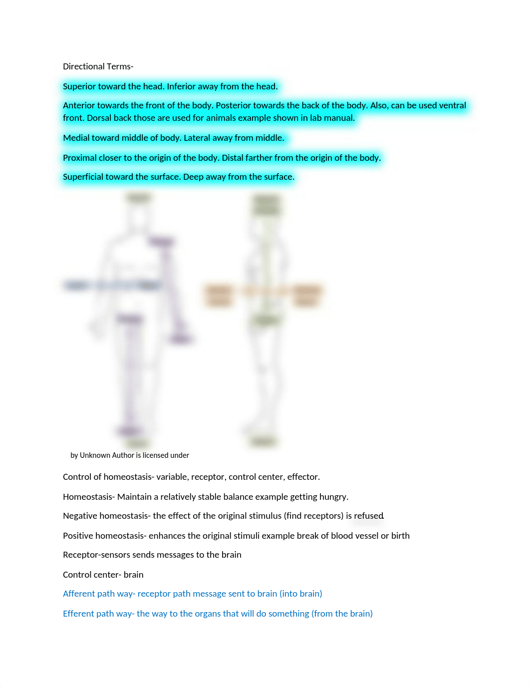 anatomy real notes.docx_dma7r1ysen6_page2