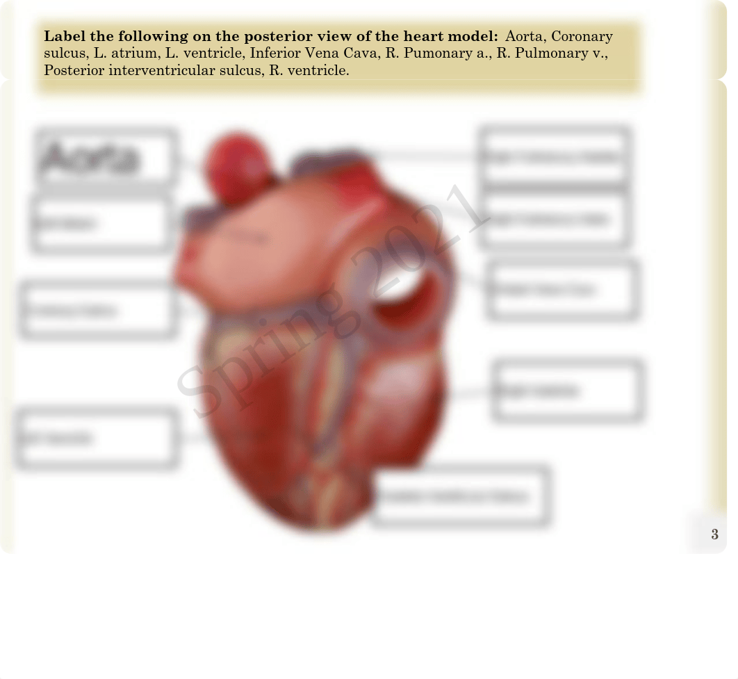 Anatomy Ch. 18.pdf_dmaer3ny034_page3