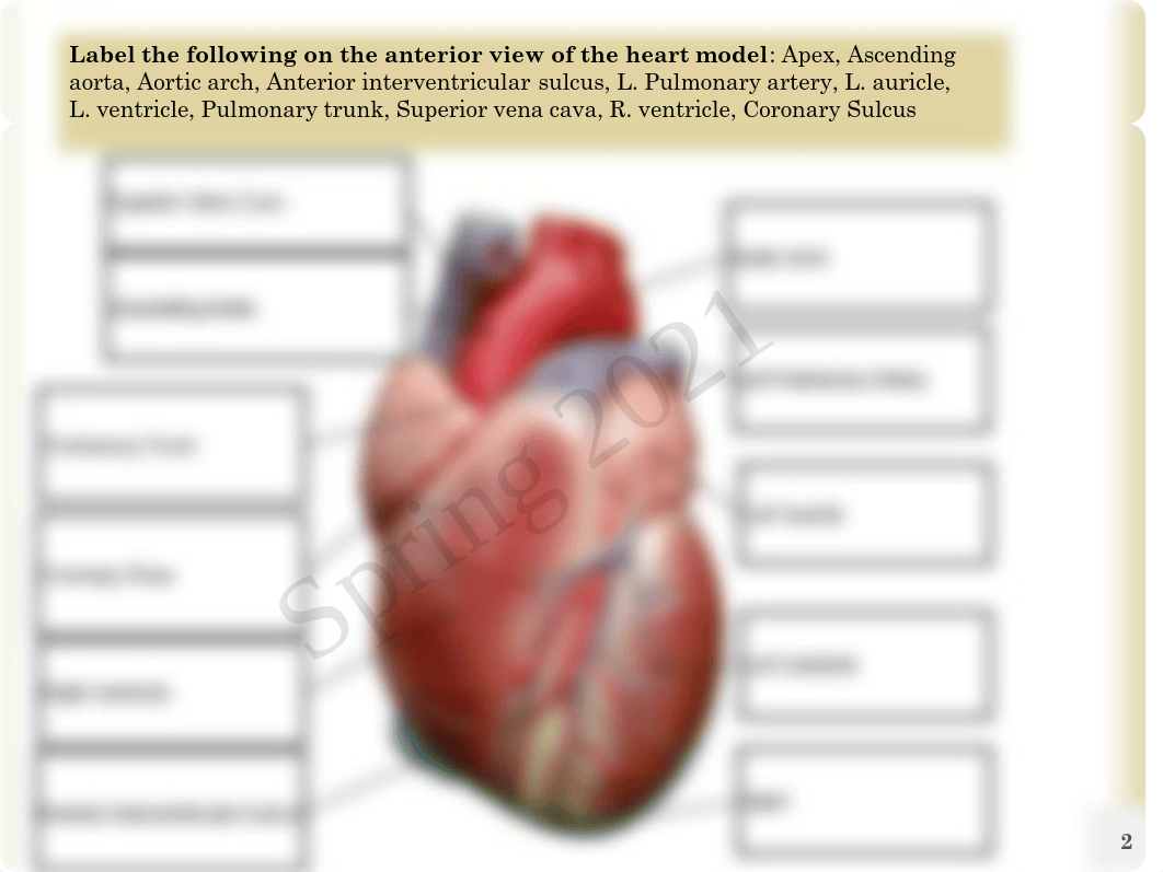 Anatomy Ch. 18.pdf_dmaer3ny034_page2