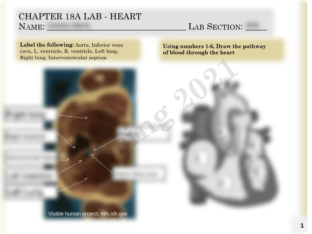 Anatomy Ch. 18.pdf_dmaer3ny034_page1