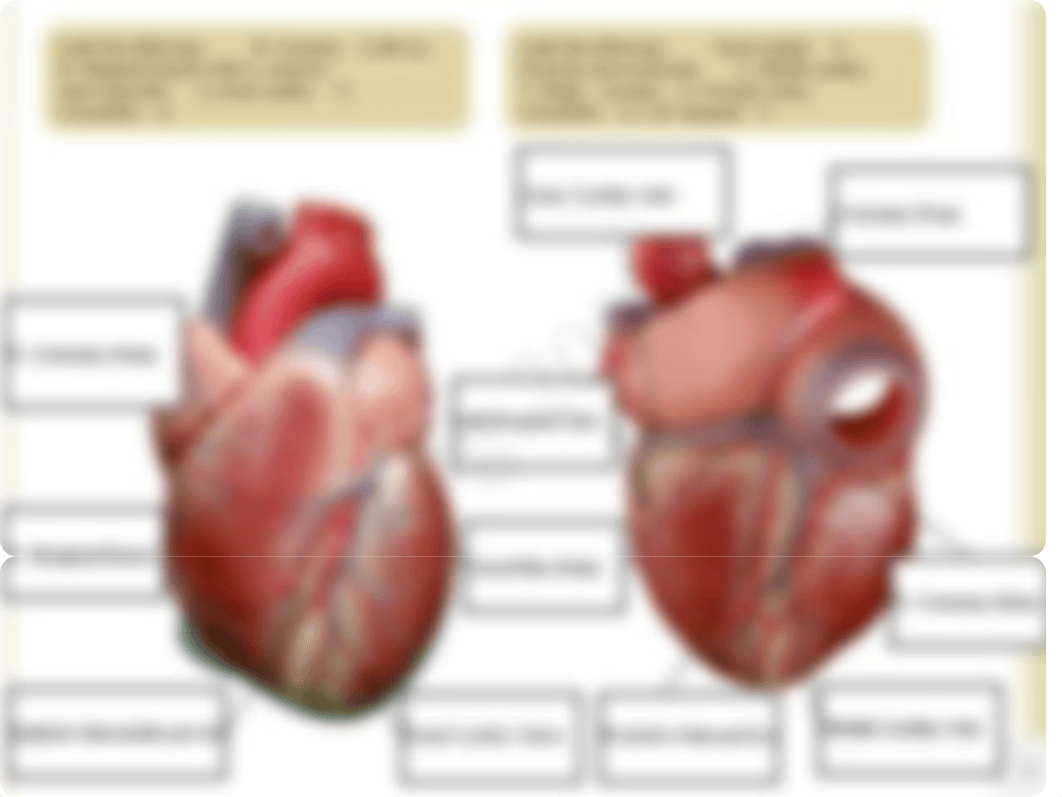 Anatomy Ch. 18.pdf_dmaer3ny034_page4