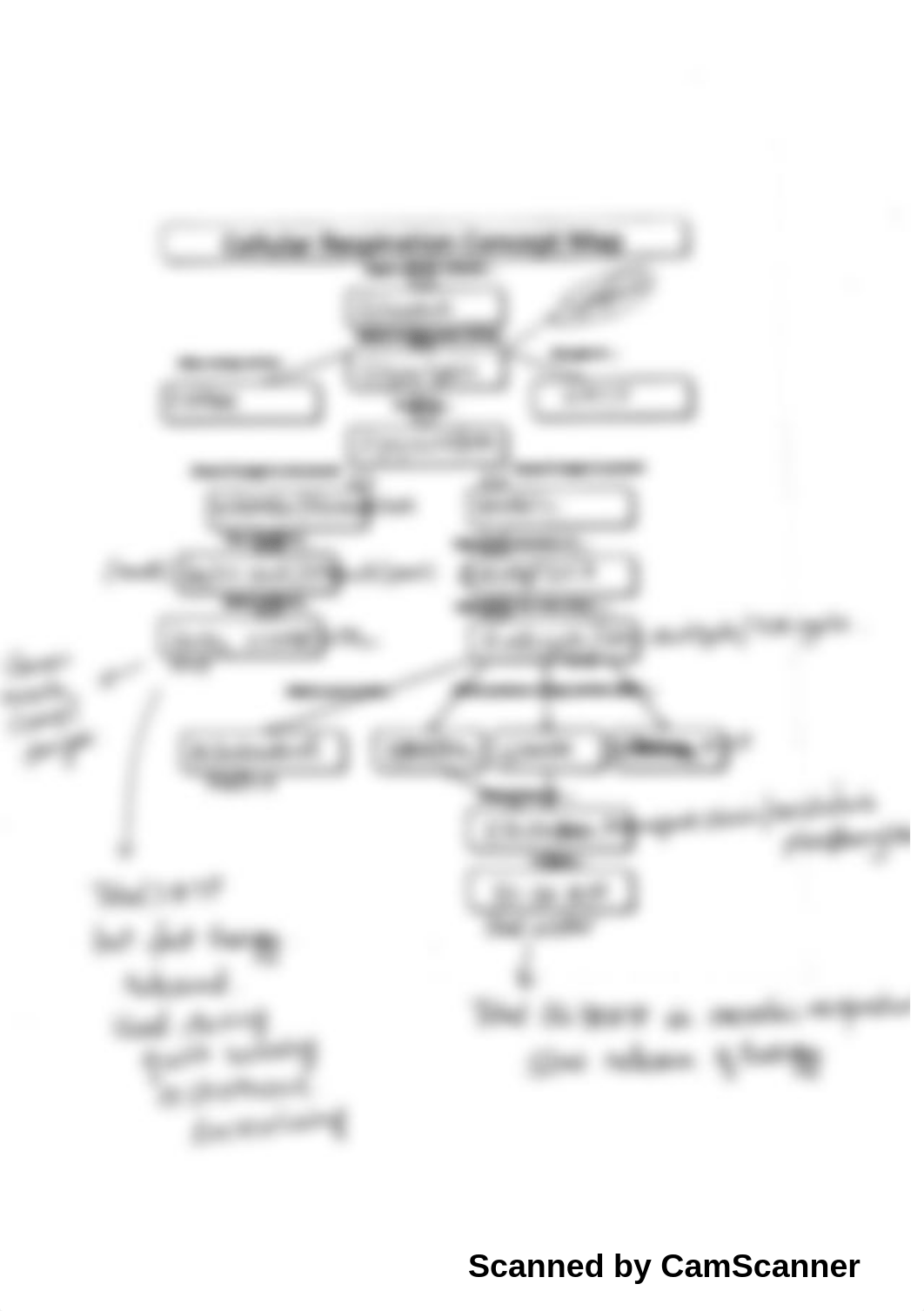 cellular respiration concept map answer key-2.pdf_dmajqm7hls2_page5