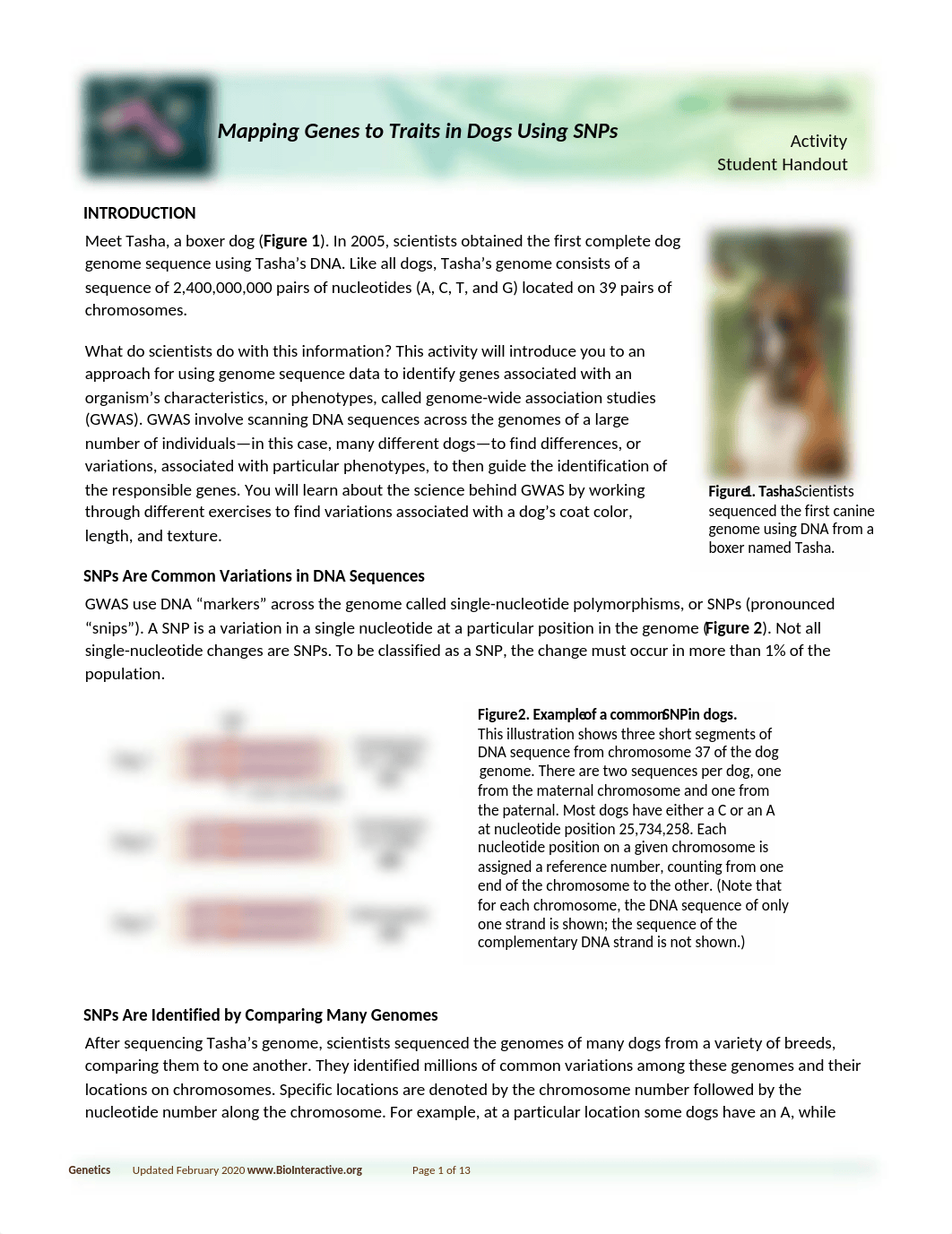 Mapping Genes to Traits in Dogs using SNPs-parts 1, 2(1).docx_dmakfjzg60x_page1