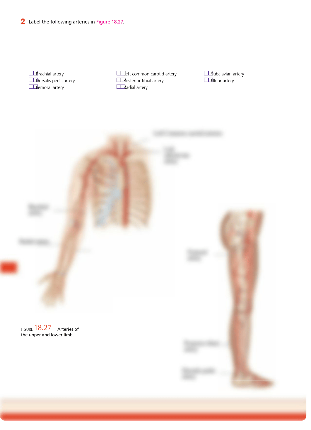 CYR Unit 18 Blood Vessels (1).pdf_dmandysdc9x_page2