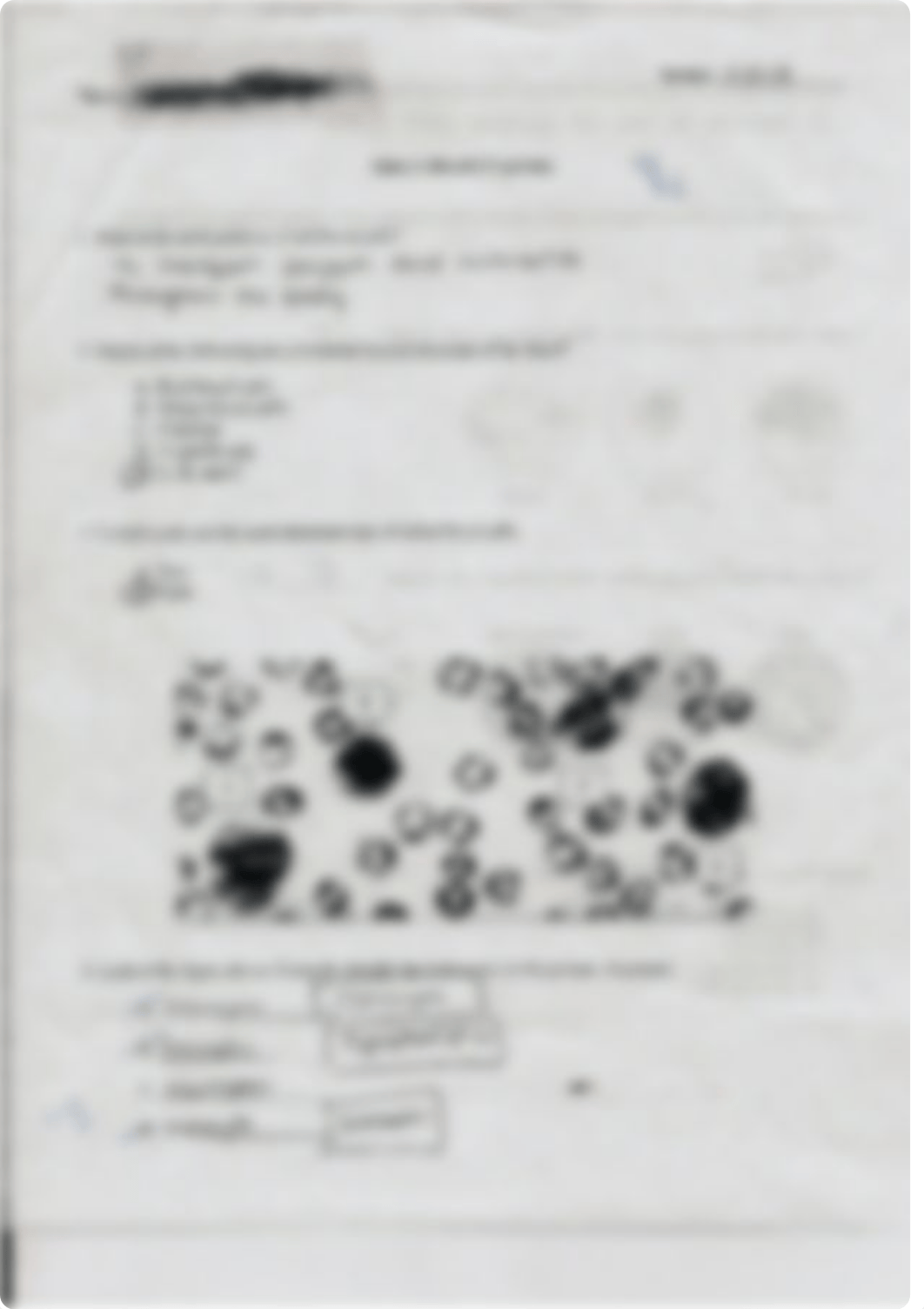 Anatomy Lab Quiz Blood_dmawqynb7lv_page1