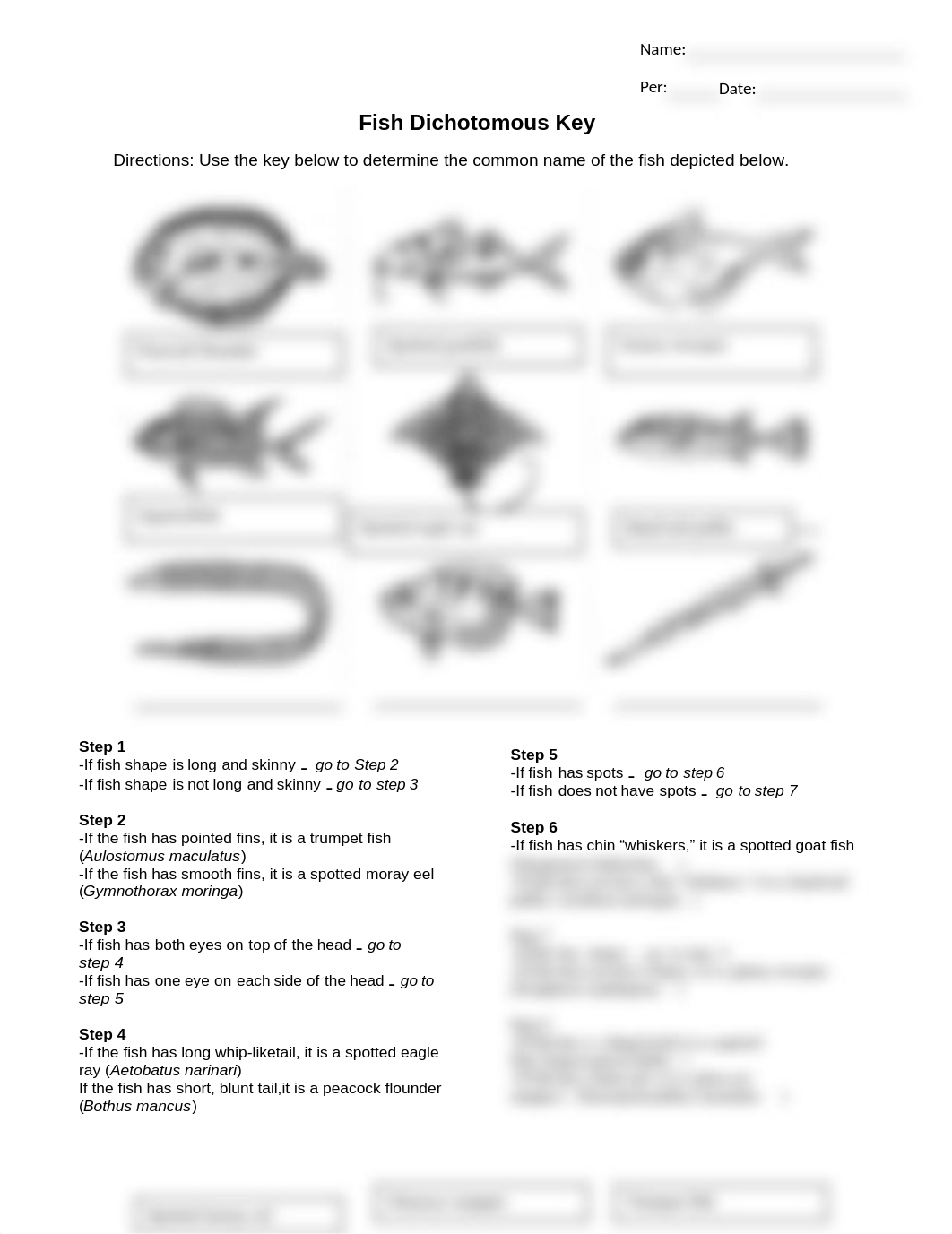 Fish Dichotomous Key (1) copy.docx_dmbck42ab2a_page1