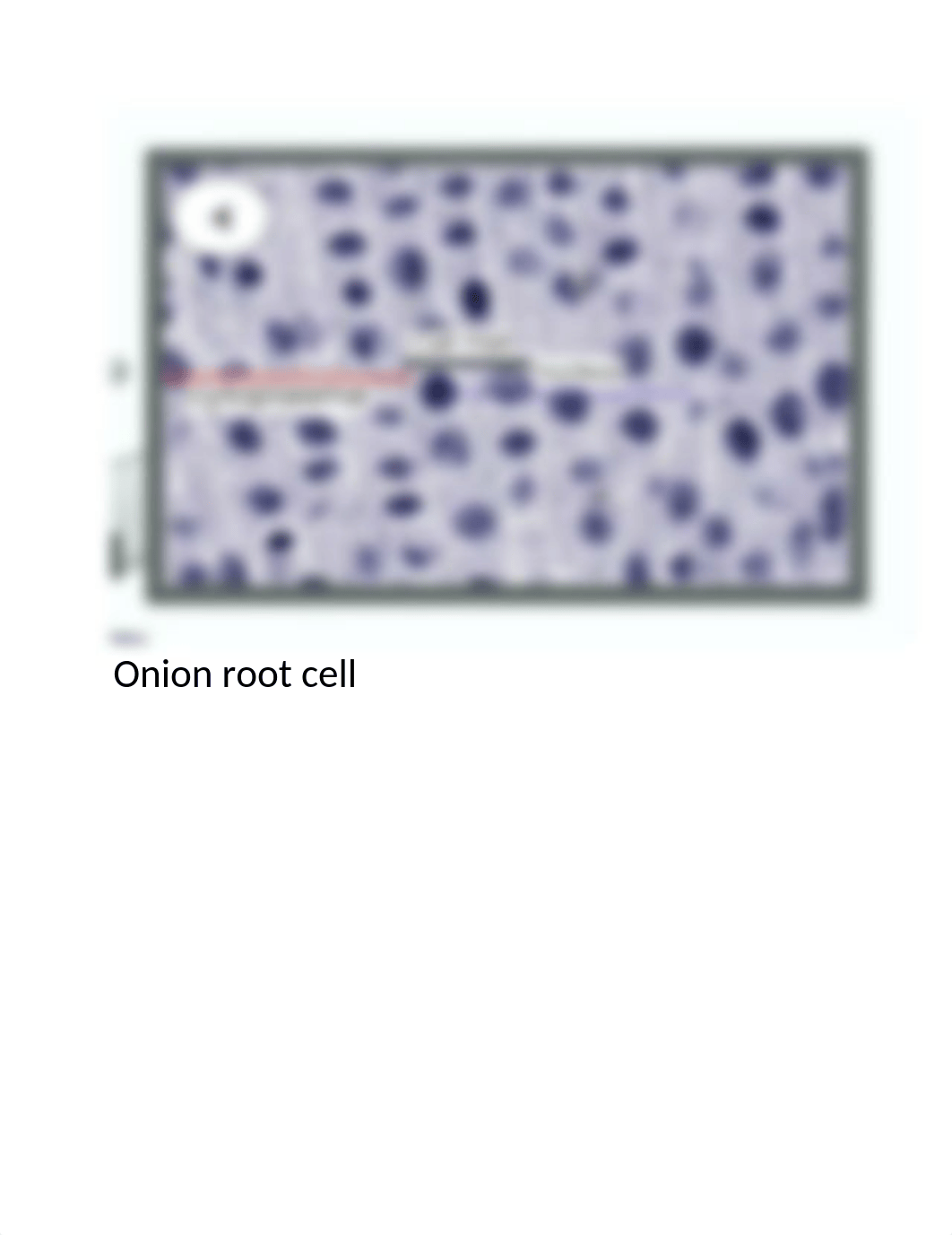 Cell Structure  and Function Lab photos.docx_dmbdz2d2vf4_page1