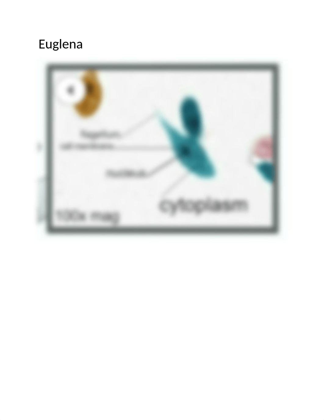 Cell Structure  and Function Lab photos.docx_dmbdz2d2vf4_page5