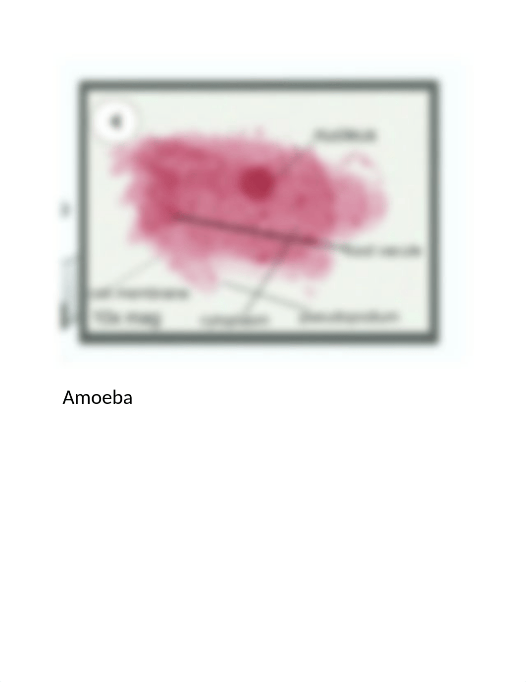 Cell Structure  and Function Lab photos.docx_dmbdz2d2vf4_page2