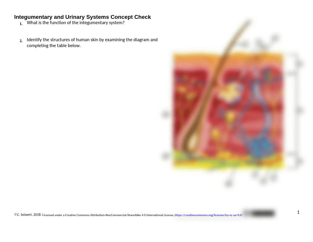 Integumentary and Urinary System Concept Check.docx_dmbfidc29kp_page1