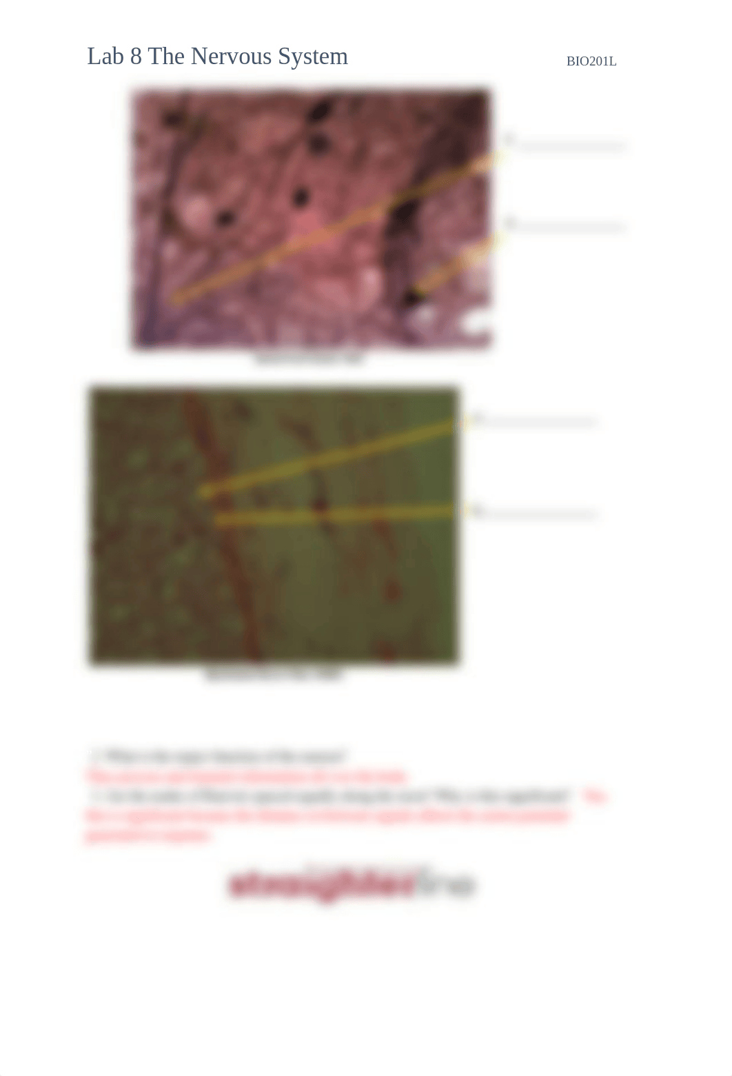 Lab_8_The_Nervous_System_.docx_dmbi47rndt8_page2