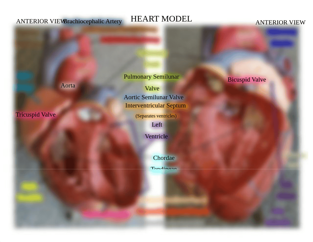 Heart Model (labeled).pdf_dmbwhw1a7bl_page2