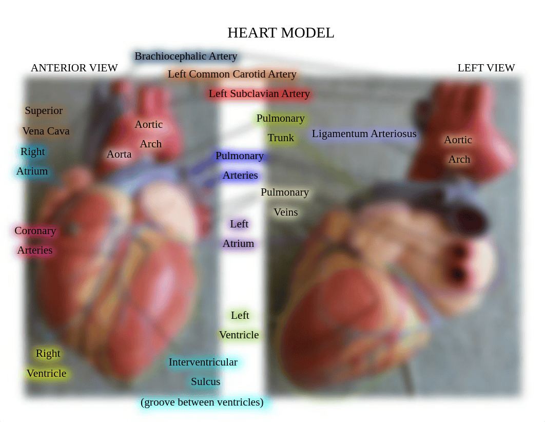 Heart Model (labeled).pdf_dmbwhw1a7bl_page1