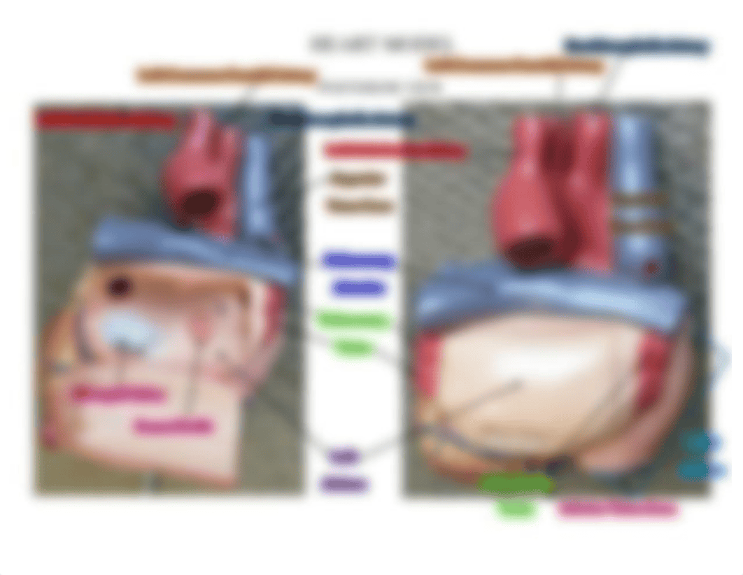 Heart Model (labeled).pdf_dmbwhw1a7bl_page4