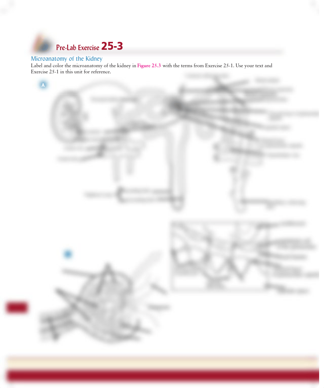 Unit 25 Pre-Lab Exercise 25-3.pdf_dmbwoqx3t3r_page1