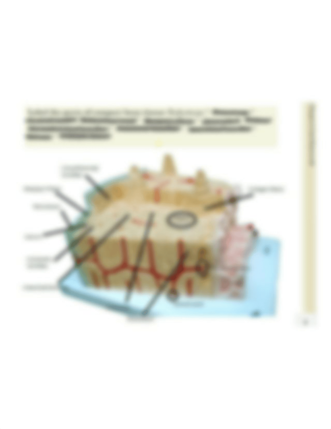 compact bone tissue ch 6 lab homework.png_dmc5icx194y_page1