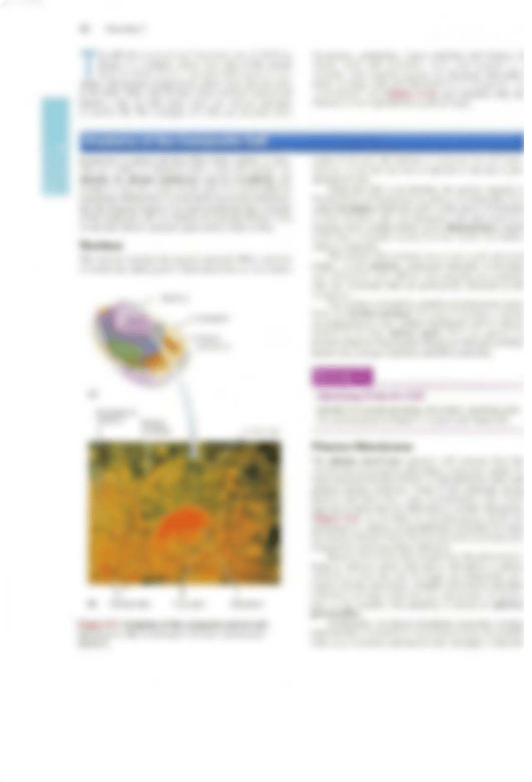 Ex. 4 The Cell_ Anatomy and Division.pdf_dmc66cbrsyr_page2