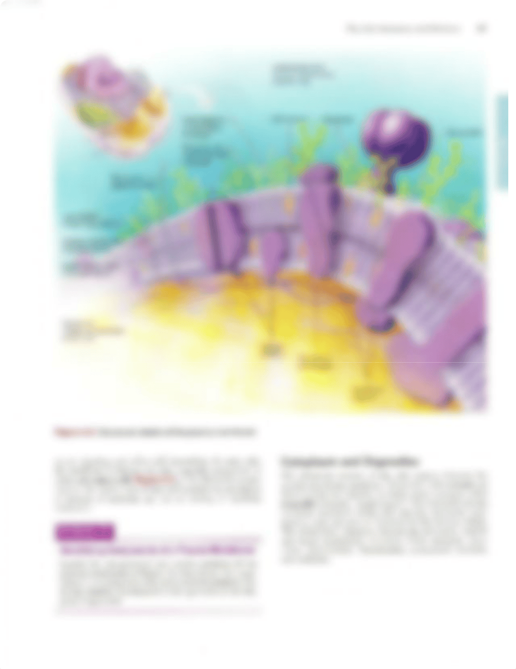 Ex. 4 The Cell_ Anatomy and Division.pdf_dmc66cbrsyr_page3