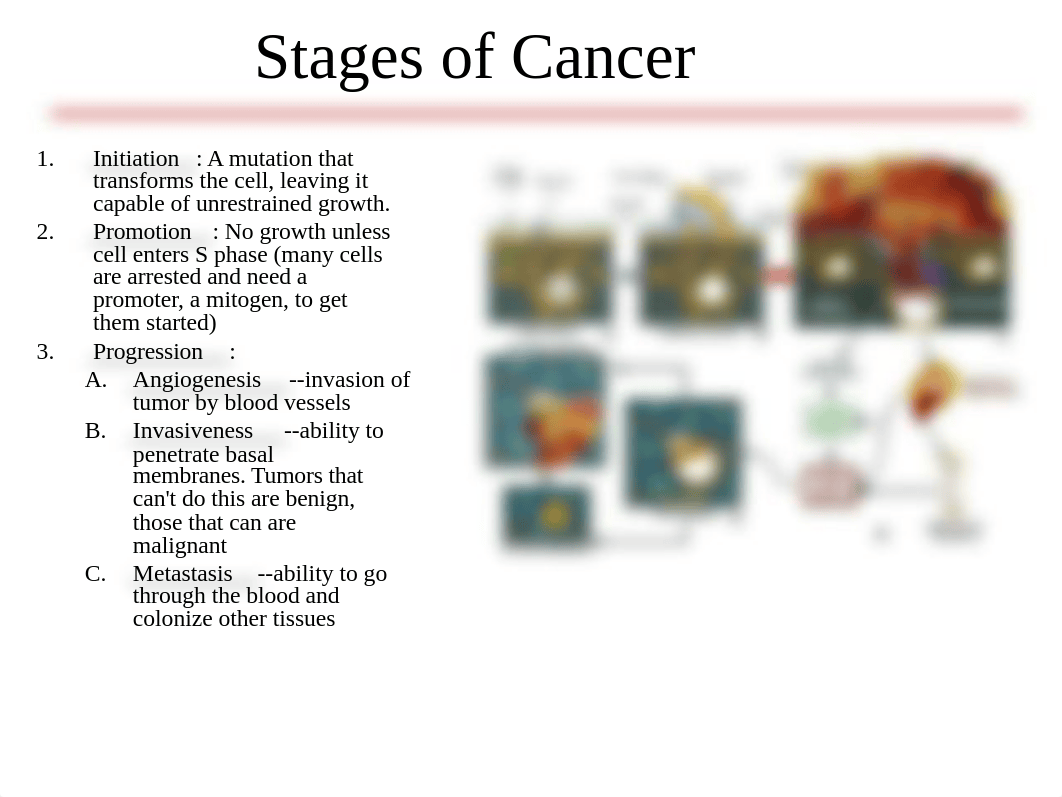 Cancer Biology - Chapter 7.ppt_dmcbeljieth_page2