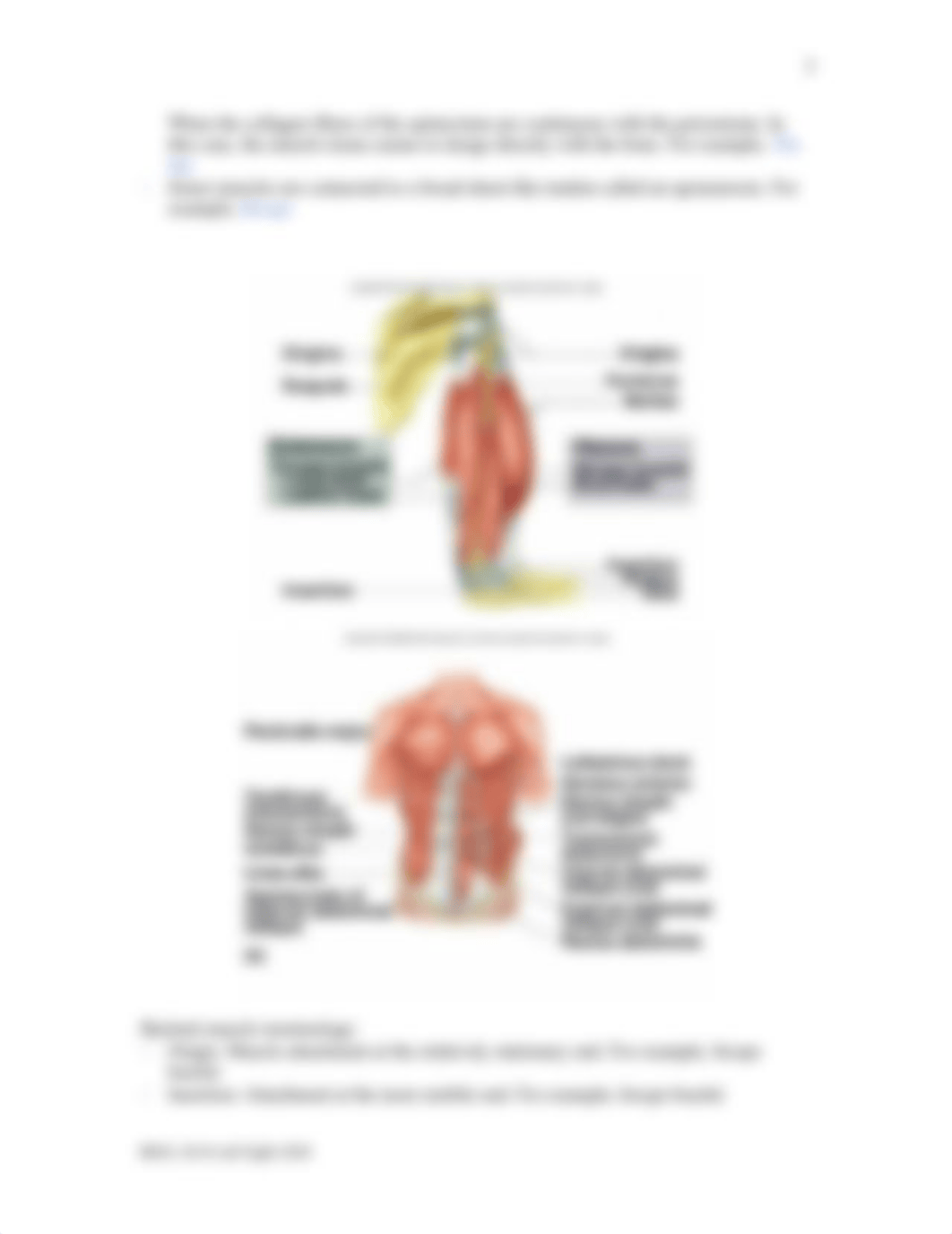 Lab Eight - Introduction to Muscle, Appendicular Skeletal Muscles.doc_dmdbw1vcqqt_page3