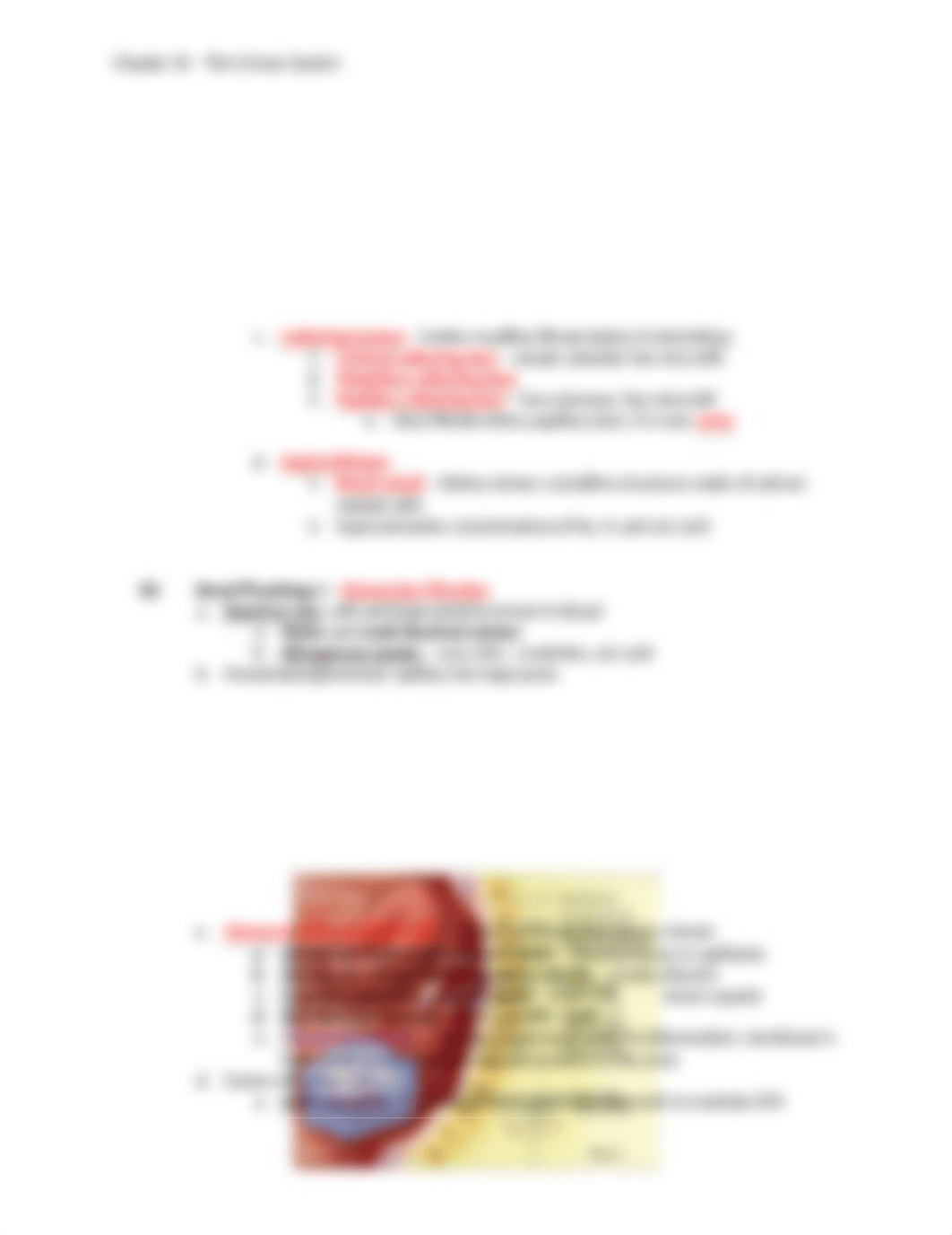 Chapter 24 - The Urinary System.docx_dme4axqubfa_page3