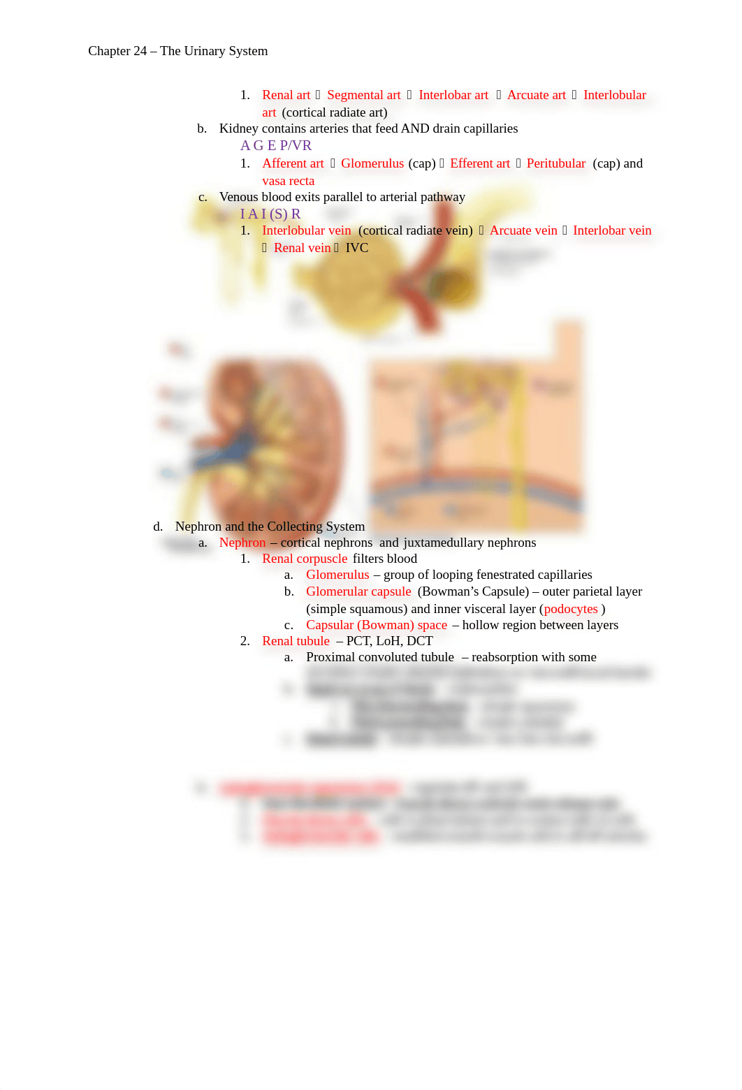 Chapter 24 - The Urinary System.docx_dme4axqubfa_page2