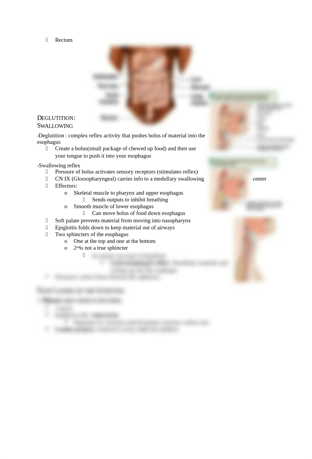 Digestive System .docx_dmeqdd48f6g_page3